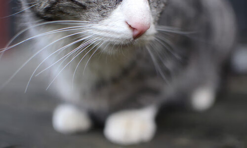 孤峰刺破天际线，东决之夜，武切维奇以凡躯筑起不朽传说