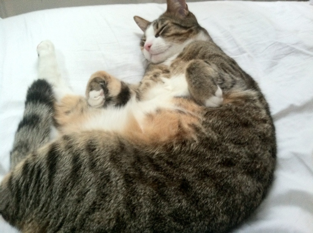 跨联盟奇迹，吉林队压制快船，塔图姆临危受命成关键先生