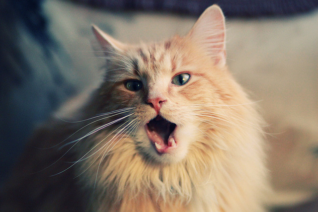 极速狂飙与铁壁叹息,东亚足球的冰与火考验