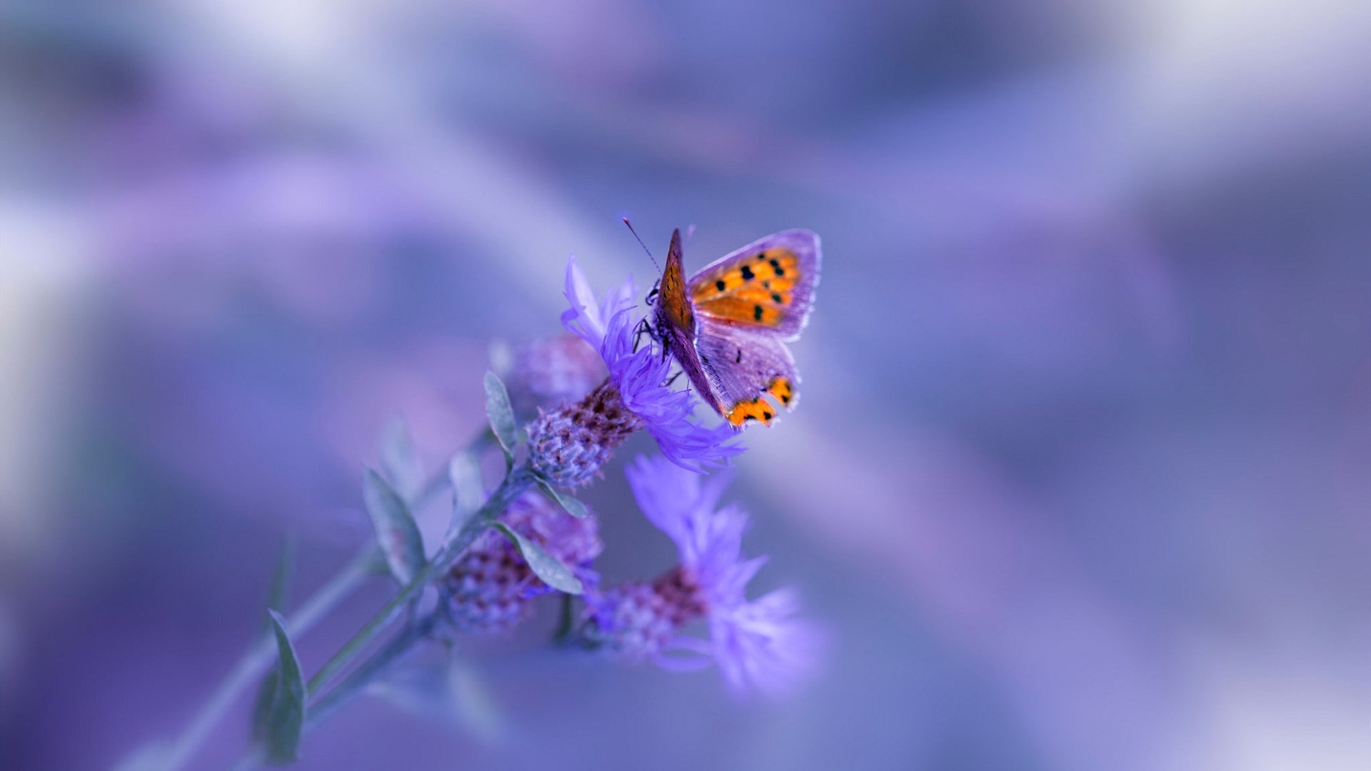 梦境还是现实？欧文在山西队对阵凯尔特人想象中的高光时刻