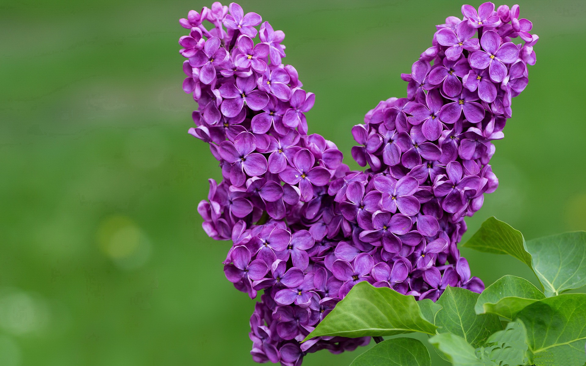 双城记，新疆队斩落国王，克莱于奥运前夜亮剑