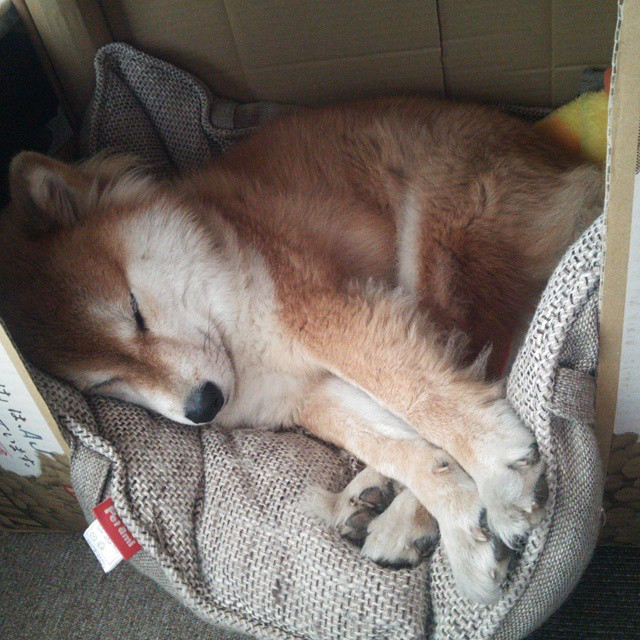 战术铁幕与闪电风暴，鹈鹕沼泽防守窒息爵士，贝恩末节连珠炮终结悬念