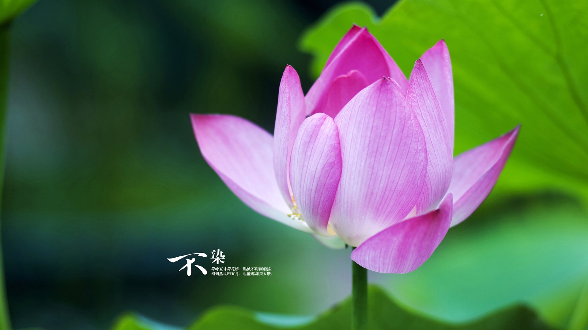 双核共振，当个人英雄主义与团队压制力在同一片球场交锋