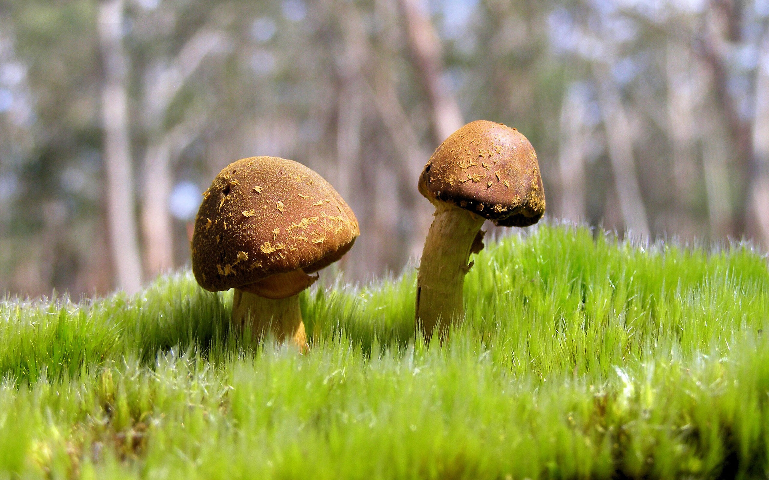 银针点穴，切特致命一击的沉默回响