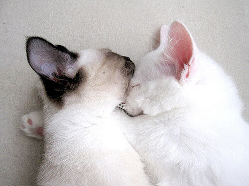 格子军团决胜局夜袭巴黎，恩佐的黄金时刻