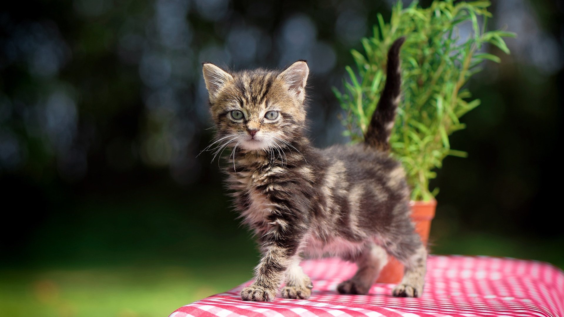 辽宁铁幕撕裂夜，福格斯单刀赴会，广厦炮火映红天