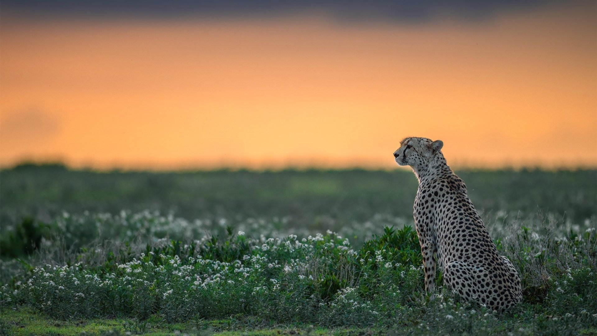 2026世界杯之夜，努涅斯，一颗弹膛滚烫的子弹，贯穿历史的心脏