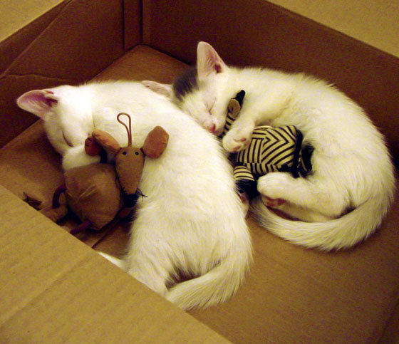 化学反应之夜，当F1的轰鸣遇见金玟哉的火热防守