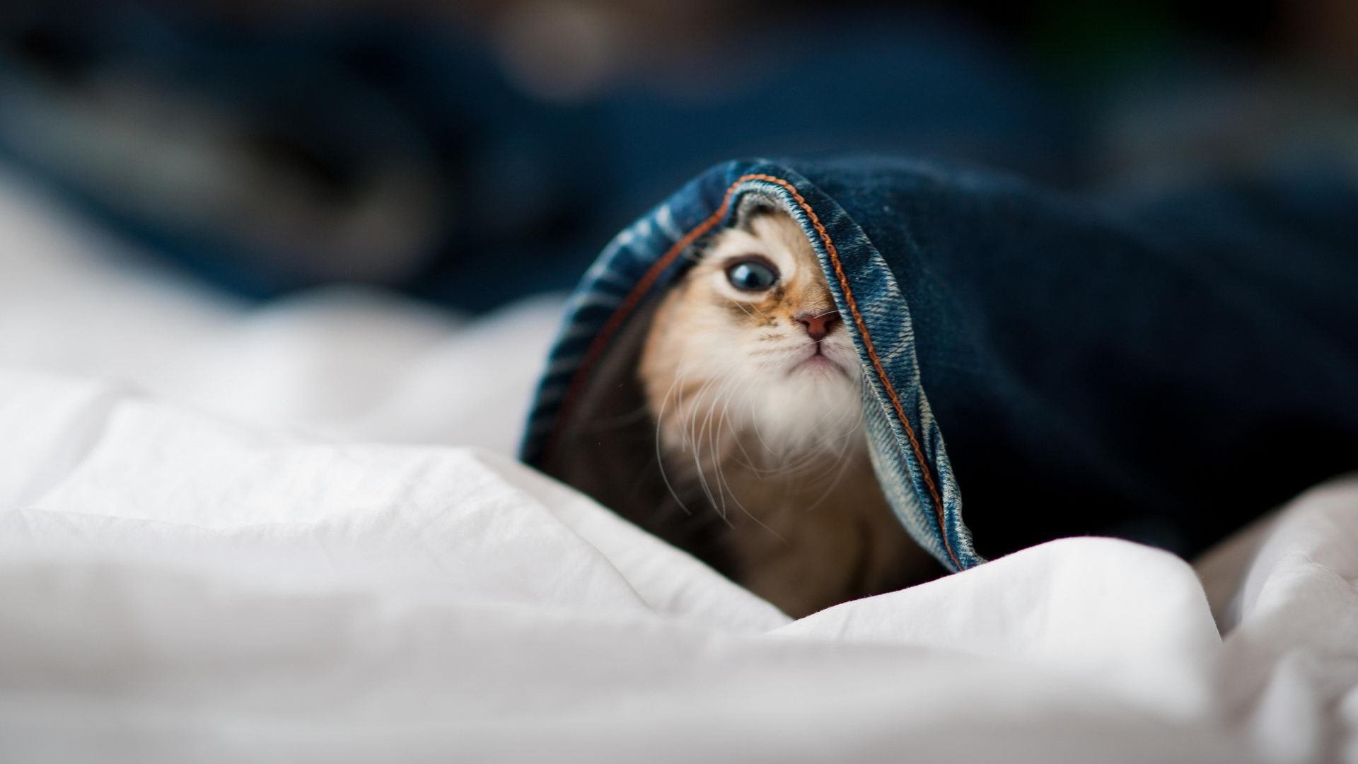 战术幽灵东契奇的跨时空连线，奇才vs魔术暗现大场面先生无形之手