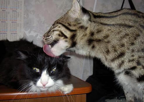 双城记，当亚平宁的悬念悬于毫发，天山脚下已提前写下终章